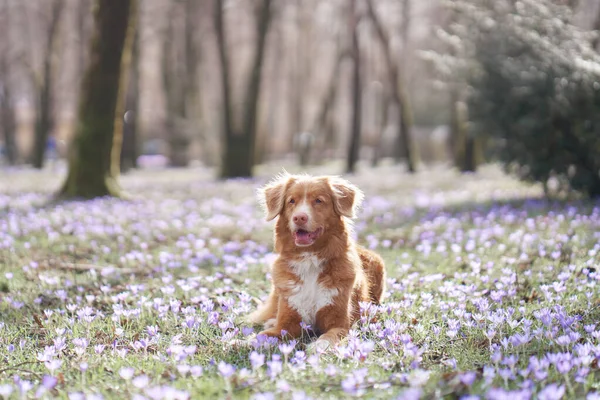 Pies Krokusowych Kwiatach Pet Parku Przyrody Zewnątrz Zbliżenie Różowy Nos — Zdjęcie stockowe