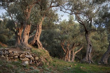 Yaşlı zeytin ağaçları. Gün batımında güzel bir bahçe. Doğa, duvar kağıdı, dekorasyon