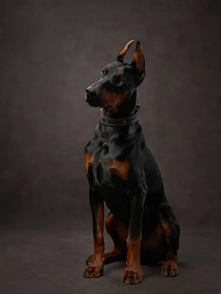 Svart Doberman Brun Duk Bakgrund Vackert Pet Porträtt Studio — Stockfoto