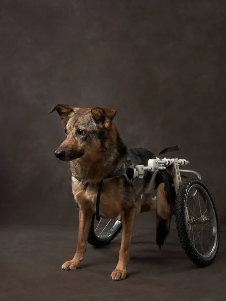 disabled dog on a brown canvas. Mix of breeds in a wheelchair. Pet in the studio, artistic photo on the background