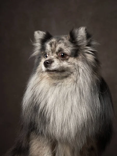珍しいメルル色の美しいピンカー 犬の肖像画 スタジオで茶色のキャンバスの背景 — ストック写真