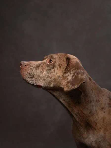 Porträt Eines Schönen Hundes Auf Einer Braunen Leinwand Mischung Der — Stockfoto