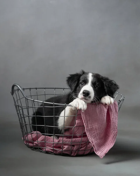 Filhote Cachorro Engraçado Senta Uma Cesta Fundo Cinza Cão Collie — Fotografia de Stock