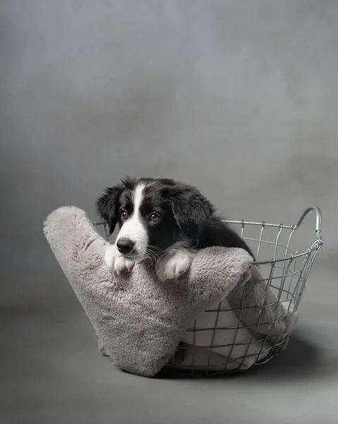 funny puppy sits in a basket on gray background. Border collie dog