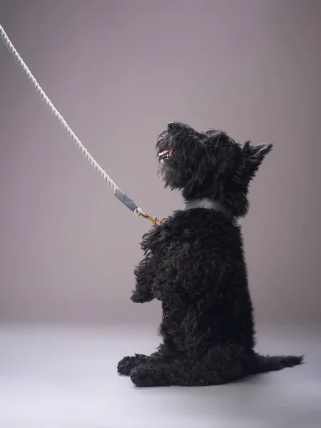 Собака Сірому Фоні Шотландський Тер Фотостудії Петля Приміщенні — стокове фото