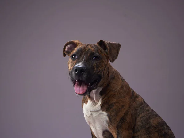 Hund Auf Grauem Grund Welpe Brindle Staffordshire Terrier Einem Fotostudio — Stockfoto