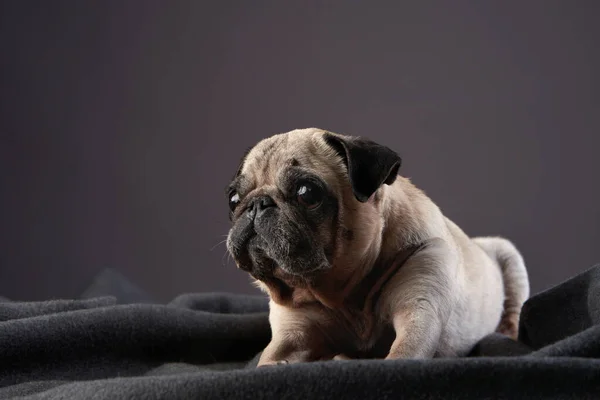 Cão Engraçado Pug Engraçado Fundo Cinza Estúdio Pet Indoor Estúdio — Fotografia de Stock