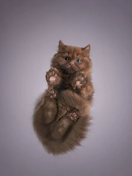 Braunes Süßes Kätzchen Foto Unter Dem Haustier Langhaarige Britische Katze — Stockfoto