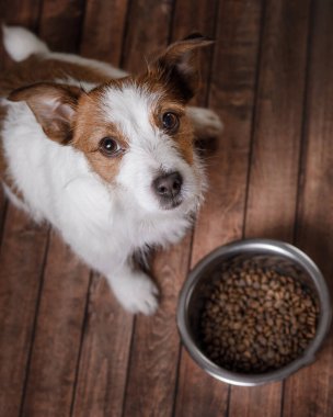 Bir kase yiyecekle köpek. Komik Jack Russell Terrier yemek bekliyor. evcil hayvan kuru besin