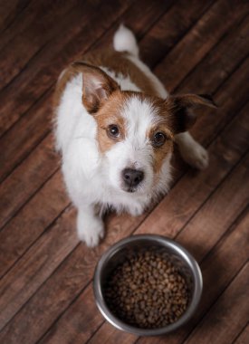 Bir kase yiyecekle köpek. Komik Jack Russell Terrier yemek bekliyor. evcil hayvan kuru besin