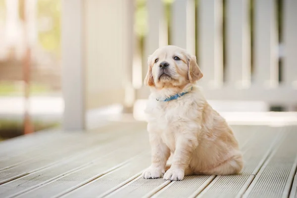 Doce Filhote Cachorro Golden Retriever Cão Bonito Casa Pet Dentro — Fotografia de Stock