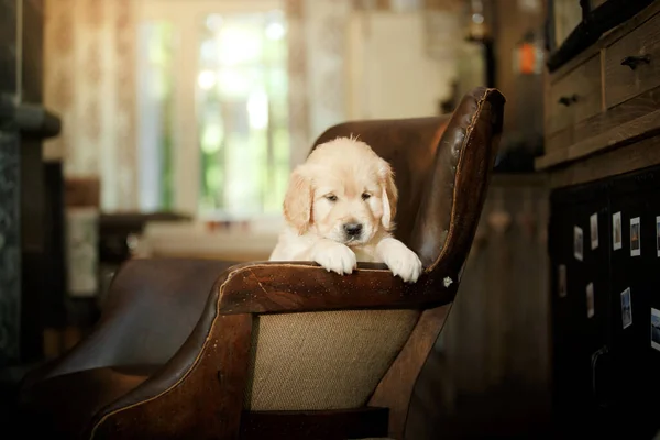 Doce Filhote Cachorro Golden Retriever Cão Bonito Casa Pet Dentro — Fotografia de Stock