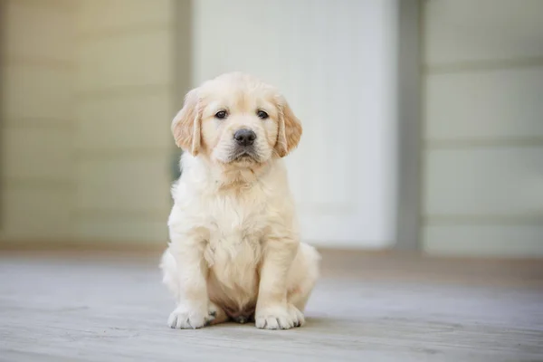 甘い子犬ゴールデンレトリバー 庭でかわいい犬 ペット室内 — ストック写真