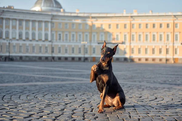 stock image dog in the city of St. Petersburg. Standard German Pinscher posing against the backdrop of architecture. Pet in old town 