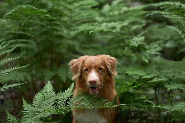 一条穿着蕨类衣服的红狗 新斯科舍省的鸭回收在自然界中 在森林里的宠物 — 图库照片
