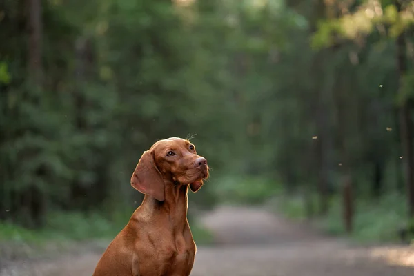 Портрет Собаки Зеленом Фоне Улице Красивая Венгерская Висла Природе — стоковое фото
