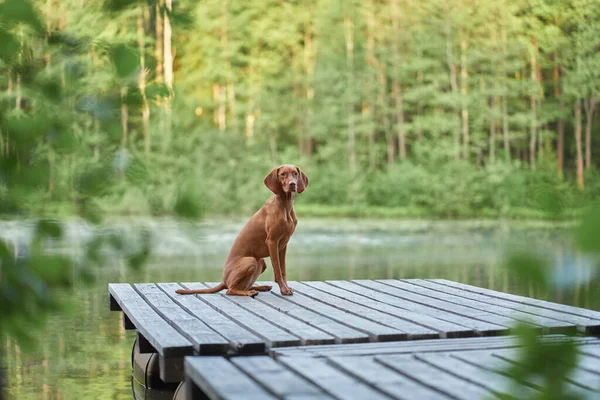 Cão Uma Ponte Madeira Lago Pet Para Uma Caminhada Hungarian — Fotografia de Stock