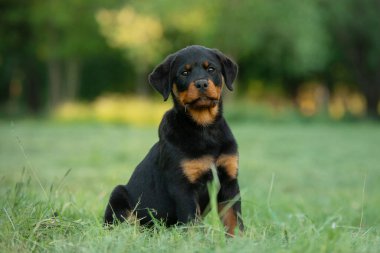 Parkta çimlerde bir köpek yavrusu. Şirin Rottweiler köpeği. Evcil bir hayvanla yürüyorum