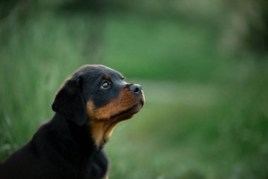 Parkta çimlerde bir köpek yavrusu. Şirin Rottweiler köpeği. Evcil bir hayvanla yürüyorum