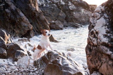 Köpek patilerini sahildeki taşın üzerine koydu. Jack Russell Terrier denizde. Aktif evcil hayvan, tatil.
