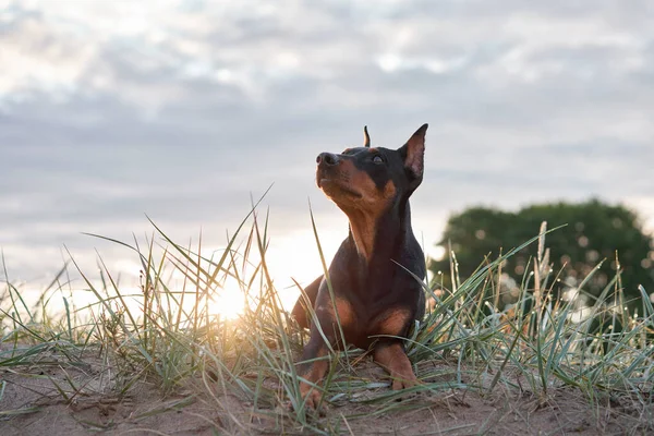 Doğadaki Köpek Alman Standardı Pinscher Çimlerin Üzerinde Yatıyor Dışarıda Bir — Stok fotoğraf