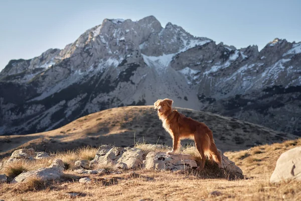 stock image dog in the mountains. Nova Scotia duck tolling Retriever in nature. Hiking with a pet