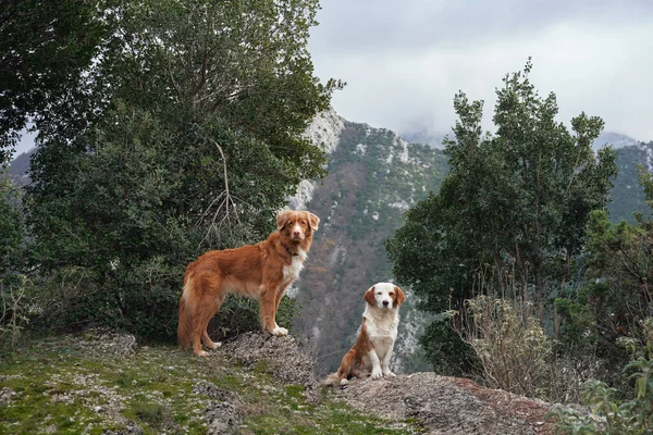 Две Красно Белые Собаки Фоне Гор Парке Животное Лесу Happy — стоковое фото