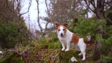 Küçük köpek pençelerini kayaya koydu. Jack Russell Terrier sisli bir ormanda. Yürüyüşe çıkmış bir hayvan.