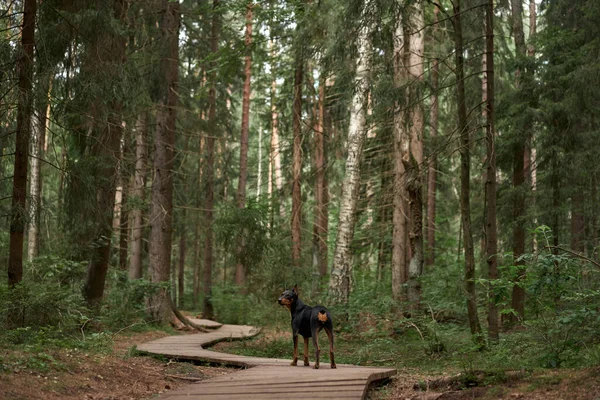 在松林里的一条木径上的狗 德国小猪的本性 和宠物一起散步 在森林里远足 — 图库照片