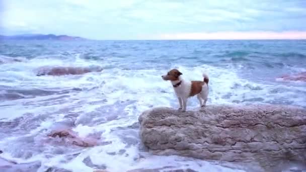 Sahildeki Bir Kayaya Atlayan Köpek Jack Russell Terrier Denizde Aktif — Stok video