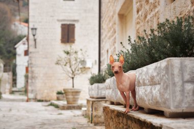 Kasabadaki küçük köpek. Amerikan Kılsız Teriyeri gözetliyor. Şehirde evcil hayvan, yürü