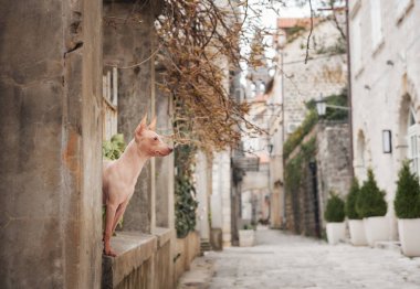 Kasabadaki küçük köpek. Amerikan Kılsız Teriyeri gözetliyor. Şehirde evcil hayvan, yürü