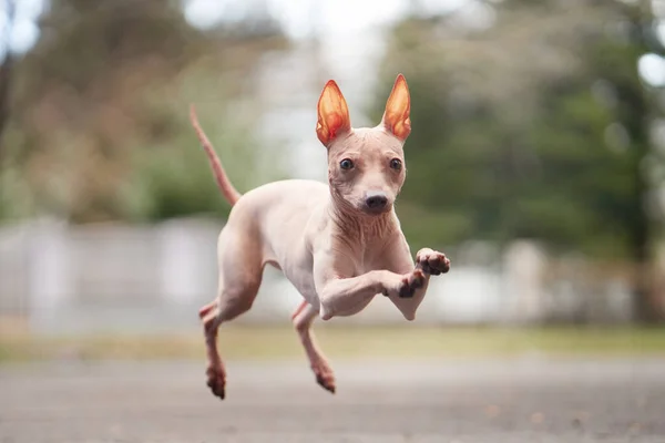 American Hairless Terrier Saltando Corriendo Parque Alegre Perro Hierba Caminar —  Fotos de Stock