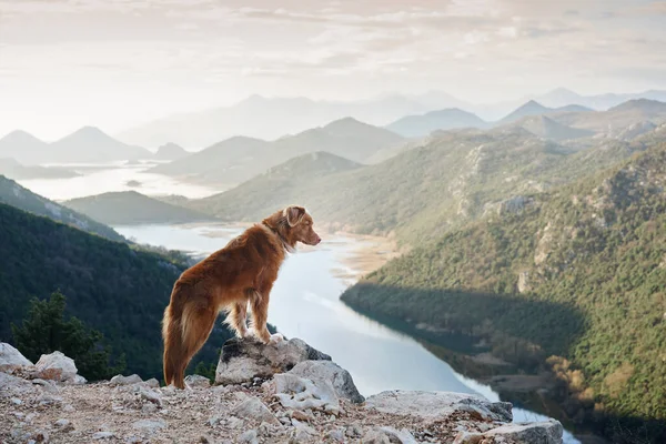 犬は湾の山の中に立って川を見る ノバスコシアダックは自然の中で 旅に出ています ペットと一緒にハイキング — ストック写真
