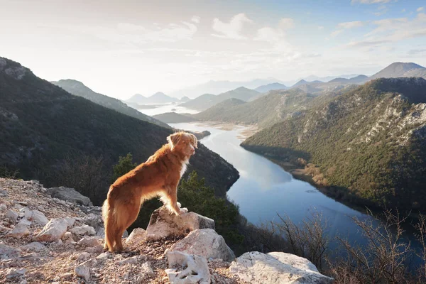 Собака Стоит Горах Берегу Смотрит Реку Новая Шотландия Утиный Ретривер — стоковое фото