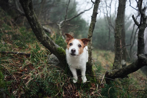 Den Lilla Hunden Satte Tassarna Trädet Roliga Jack Russell Terrier — Stockfoto