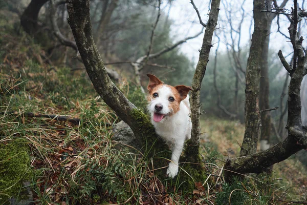 Küçük Köpek Pençelerini Ağaca Koydu Sisli Bir Ormanda Komik Jack — Stok fotoğraf