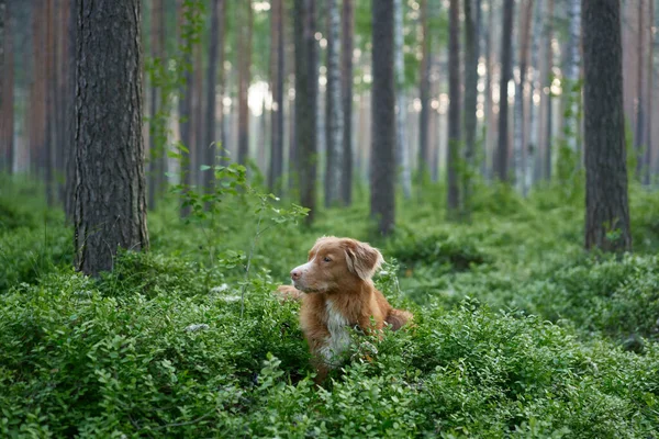 Hond Het Bos Lopen Met Een Huisdier Red Nova Scotia — Stockfoto