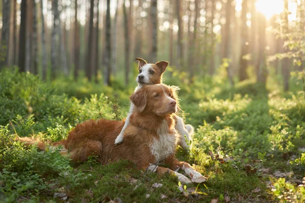 Dos Perros Abrazándose Lindo Jack Russell Terrier Nova Scotia Pato — Foto de Stock