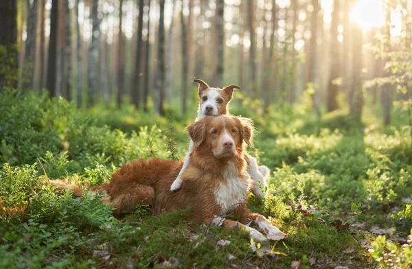 two dogs hugging. cute jack russell terrier and Nova scotia duck retriever in nature, in forest