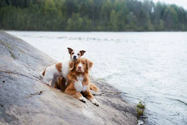 two dogs hugging. cute jack russell terrier and Nova scotia duck retriever in nature, against the background of water
