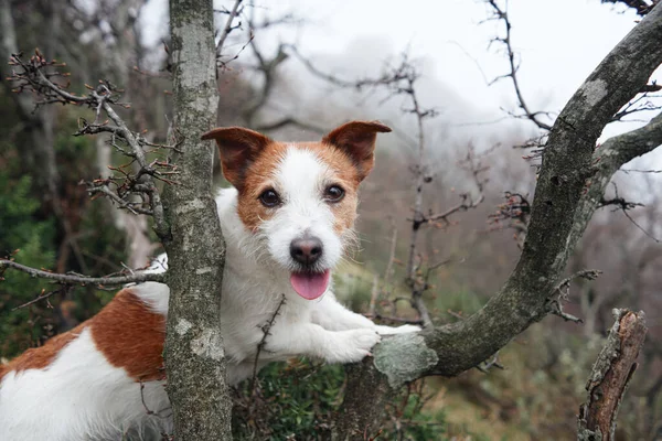 Funny dog in a foggy forest. Little pet in nature. Happy jack russell terrier