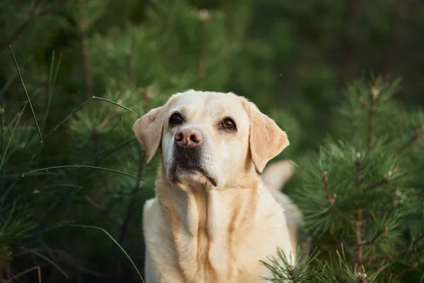 Portrait Chien Sur Fond Verdure Happy Fawn Labrador Récupérateur Dans — Photo
