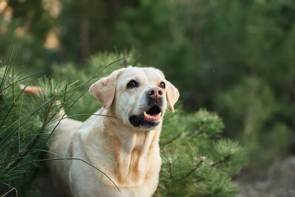 Portrait Chien Sur Fond Verdure Happy Fawn Labrador Récupérateur Dans — Photo