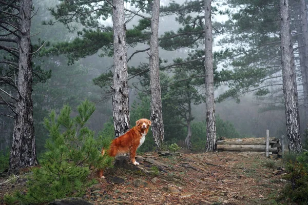 Czerwony Pies Mglistym Lesie Nova Scotia Kaczka Tolling Retriever Naturze — Zdjęcie stockowe