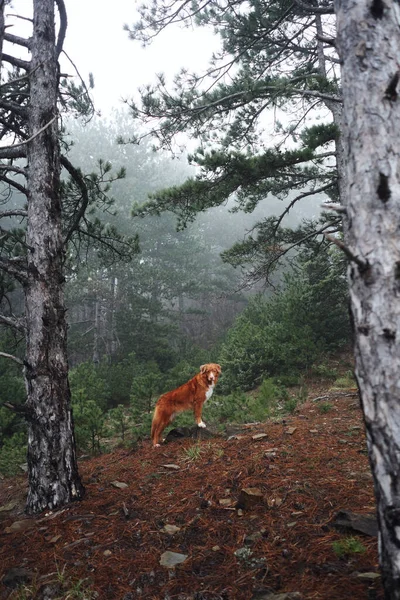 Cane Rosso Una Foresta Nebbiosa Nuova Scozia Anatra Tolling Retriever — Foto Stock