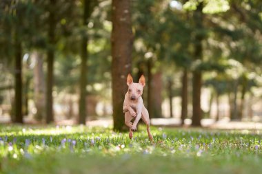 Amerikan Kılsız Teriyeri parka atlıyor. Çimlerin üzerinde neşeli bir köpek. Doğada bir evcil hayvanla yürümek