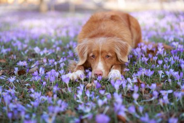 Üzgün, hayalperest, kır çiçekli köpek. Doğada evcil hayvan. Kırmızı Nova Scotia ördeği öten av köpeği çimenlerde yatıyor.