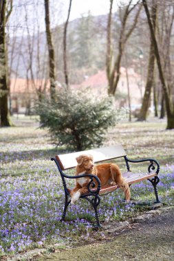 Köpek bir park bankında yatıyor. Doğada evcil hayvan. Kırmızı Nova Scotia ördek gübresi av köpeği.