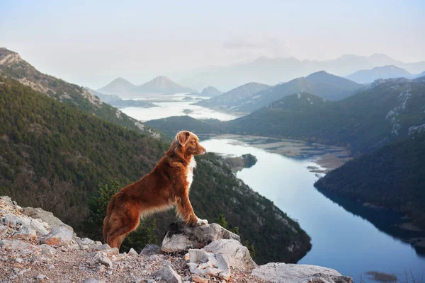 Собака Стоит Горах Берегу Смотрит Реку Новая Шотландия Утка Звонит — стоковое фото